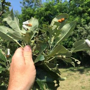 Browntail moths laying eggs in Bath. (Photo courtesy of Bath Forestry Division)