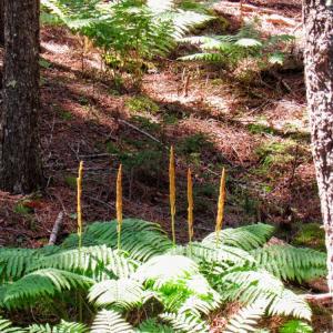 Cinnamon Ferns (Photo courtesy Kristen Lindquist)