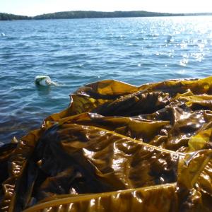 Alaria, a type of seaweed found in Peobscot Bay. (Photo courtesy Sarah Redmond)