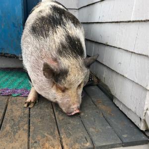 Penny currently lives on Matinicus. (Photo courtesy Janet Moynihan)