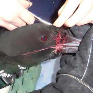 Avian Haven rescues an injured loon on Messalonskee Lake
“We began by removing the line from the loon's beak and head. Before proceeding with the line inside her mouth, we took an x-ray, which showed fishing gear in her esophagus.” Photo courtesy Avian Haven