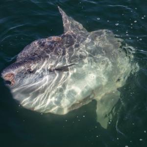 Skippers, watch out for the slow moving sunfish – Mola mola – in Penobscot Bay this summer. They don’t move very fast. (Photo courtesy Peter Ralston)