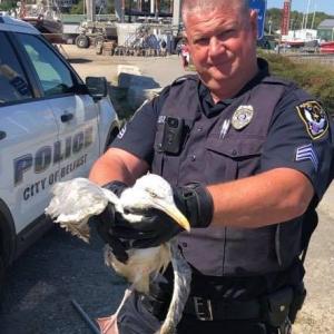 Sergeant John Gibbs with one of the injured birds. (photo courtesy of Sgt. Gibbs)