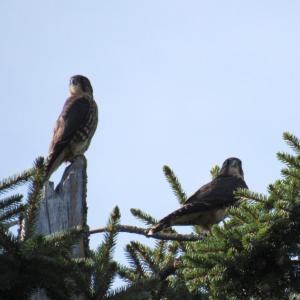 Although from this angle the bird on the left doesn't look noticeably larger than the adult male bird on the right, this is probably the mated pair enjoying moment away from the demanding kids. (Photo courtesy Kristen Lindquist)