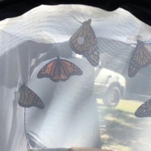 butterfly