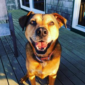 Noa, a senior mixed breed dog, received his updated kennel cough vaccine in September at the Camden Hospital for Animals. He is healthy and has not been exposed to kennel cough. (Photo by Jenna Lookner)