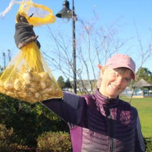 Elisabeth Wolfe poses with some of her 100,000 daffodil buds Oct. 14. as she and a friend plant some of the recently delivered buds near Belfast’s Boathouse. (photo by Erica Thoms)
