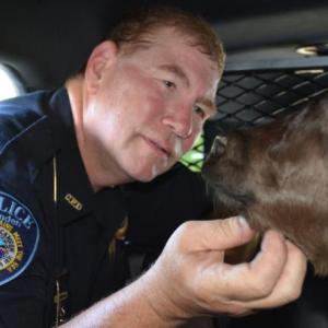 A photo of Camden Police Sgt. Dan Brown and a baby calf in the back of the cruiser took second place in the MPA Better Newspaper Contest, 2018, People Photo category.