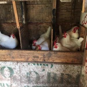 Could they fit one more girl into that far right nest? Note the recycled political signs lining the hen house. (Photo courtesy Diane O’Brien) hens in nest