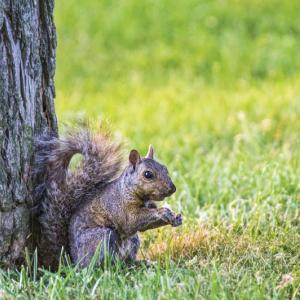 You want the squirrel to be outside in its natural habitat, not inside yours. (Photo courtesy Metro Creative).