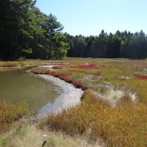 A view of the salt marshes at the Cooper Donation in Dutch Neck. (Photo courtesy of Medomak Valley Land Trust)
