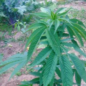 Rockport to consider rules for strengthening marijuana cultivating oversight. (Photo by Lynda Clancy)
