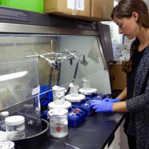 Study author Margaret Stack processes mussel samples as part of a microplastic fiber uptake experiment. Researchers from Bigelow Laboratory for Ocean Sciences and the Shaw Institute recently found that mussels readily take in microplastic fibers and quickly flush most out again. Photo by Veronica Young, Shaw Institute