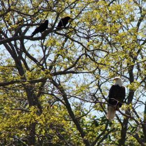 A bald eagle is watched, and heckled, by three crows on a June morning. (File photo by Holly S. Edwards)