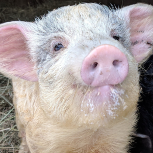 Opal was one of two pigs rescued, along with Onyx. Never having space to play before, Onyx loves to run as fast as she can. She gets into everything and believes everything we bring into their space is a toy for her to play with. Opal is a little more cautious and can usually be found following Onyx around. While she does get playful from time to time, she seems to prefer cuddles.