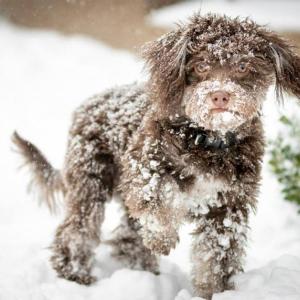 Meet Teddy, a 10 lb Havanese owned by a couple in New Hampshire. The likeness of Teddy was carved into an ice sculpture by master carvers at Glacier Ice Bar & Lounge this year. (Photo courtesy Samoset Resort.)