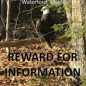 Photo of Waterford eagle prior to being captured for evaluation. (Photo courtesy Maine Warden Service)