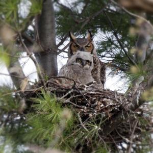 Great Horned Owl parent in the nest with its down-covered chick. (Photo courtesy John Kees)