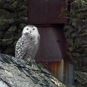Snowy Owl on Matinicus, Jan. 4, 2019. (Photo courtesy Mike Fahay)