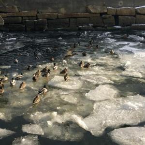 Ducks in Rockport Harbor at the outflow of the Goose River, in January 2019. (Photo by Lynda Clancy)