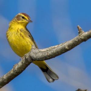 The bright Palm Warbler is a welcome early bird in Maine. (Photo courtesy Tony Clements)