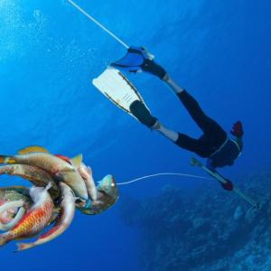 A Dominican spearfisherman tows his catch, comprised solely of parrotfish. Parrotfish are one of the species that play a key role in keeping reefs well-grazed following disturbances such as hurricanes or coral bleaching events. José Alejandro Alvarez photo