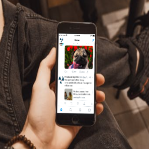 A new trend is to scroll through social media and come across accounts exclusively dedicated to pets among the ‘traditional’ accounts. (Photo composite by George Harvey)