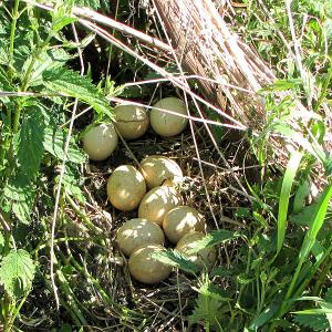 Nest of a Wild Turkey. (Photo courtesy D. Gordon E. Robertson)