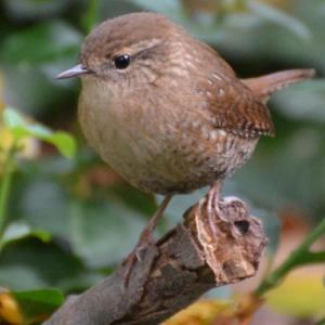 The Winter Wren is usually heard much more easily than seen. Photo courtesy Andy Reago & Chrissy McClarren