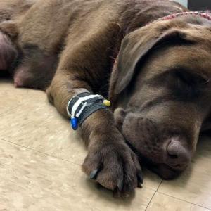 Raisin. (Photo by Terrie Kelly, Tucker Brook Labrador Retrievers)