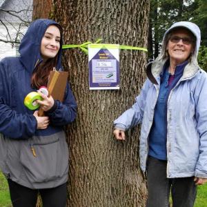 Photographed tagging trees in Camden are, from left: Abby Blakely, Camden Conservation Commission summer intern, and Hildy Ellis, Knox-Lincoln Soil & Water Conservation District program manager. (Photo courtesy Knox-Lincoln Soil & Water Conservation District)