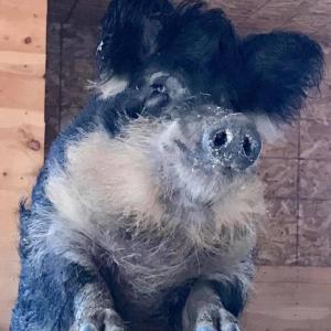Angus waiting to be fed. (Photo courtesy of Peace Ridge Sanctuary)