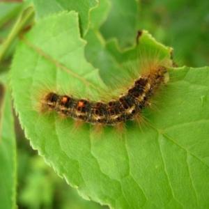 Browntail moth caterpillars can be identified by the two distinctive orange dots at the tail end and white tuffs along the sides. Courtesy of BRLT