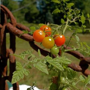 Edible plants. (Photo courtesy Medomak Arts Project )