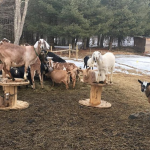 Goats from Copper Tail Farm. (Courtesy Jon and Christelle Mckee)