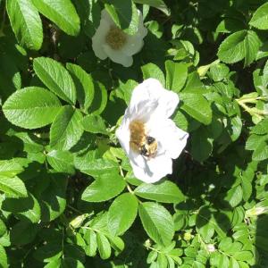 rugosa