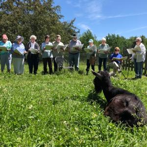 The Homeward Bound Hospice Choir sings to a goat in the field. Courtesy photo