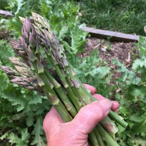 asparagus