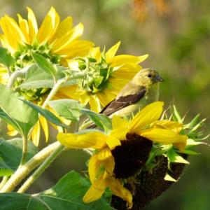 The female American Goldfinch in breeding plumage is a less vivid yellow overall than the male. (Photo courtesy Kristen Lindquist)