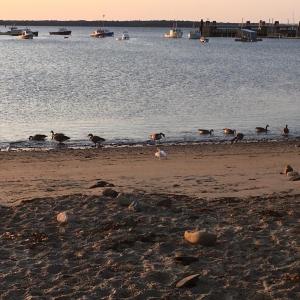 geese