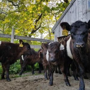 Calves at Aldermere Farm. (Photo by Heidi Baker)