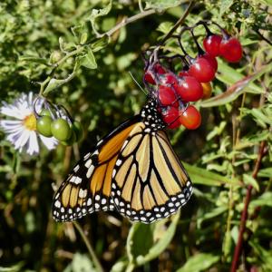 An adult monarch sips from the ripe berries of deadly nightshade. (Photo by Kristen Lindquist)