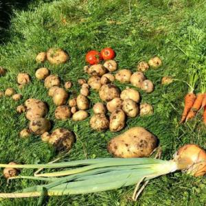don’s garden