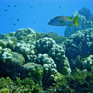 Bonaire reef. (Photograph by Bob Steneck)