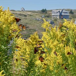 Monarchs on the island were concentrated primarily on the goldenrod and asters. (Photo by Kristen Lindquist)
