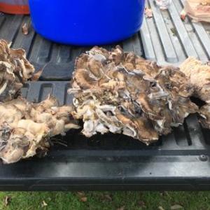 Fifteen pounds of maitake, AKA hen of the woods, a mushroom that grows somewhere in the wild Frohock Mountain forest.
Photo by Diane O’Brien maitake
