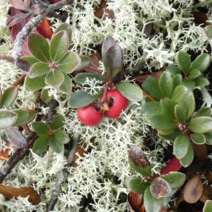 A festive bearberry and lichen tableau. (Photo courtesy Kristen Lindquist)
