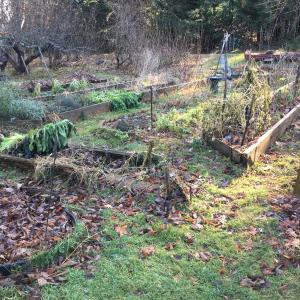 nov garden