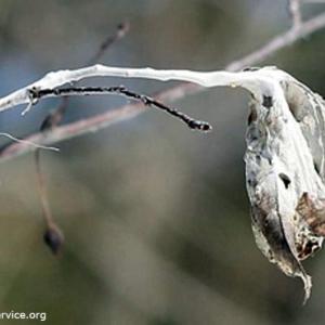 (Photo courtesy Maine Department of Agriculture, Conservation and Forestry)