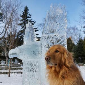 Golden retriever Angus with a Winterfest ice sculpture of an eagle. (Photo by Peter Fitzgerald)